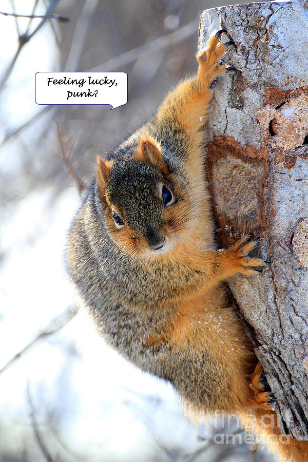 Attitude Squirrel Photograph by Rick Rauzi