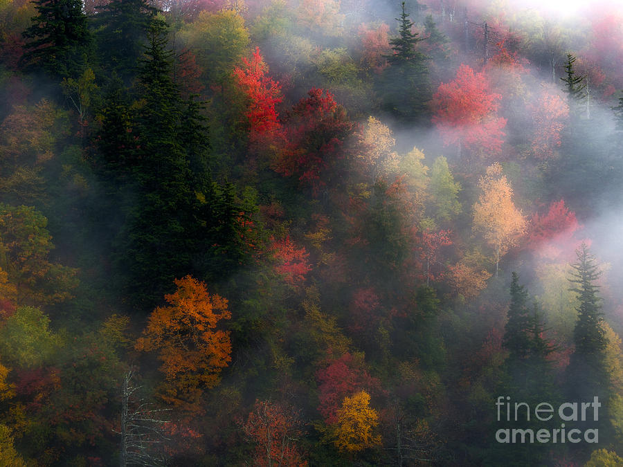 Fall Photograph - Attraction. by Itai Minovitz