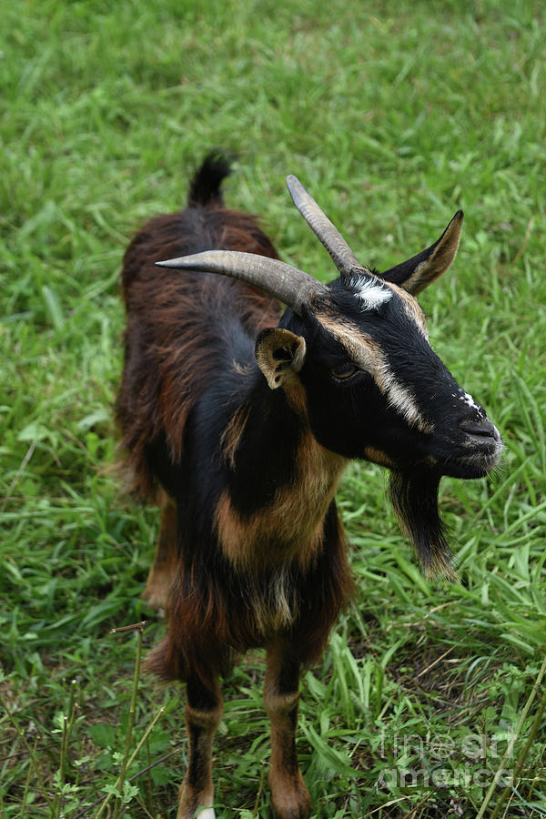 Attractive Goat Standing in a Grass Field on a Farm Photograph by ...