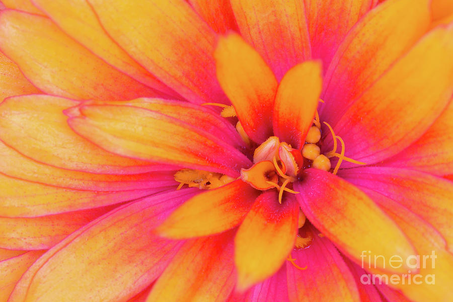 Bloom Photograph - Attractive by Steven Dillon Bloom Photograph - Attractive by Steven Dillon