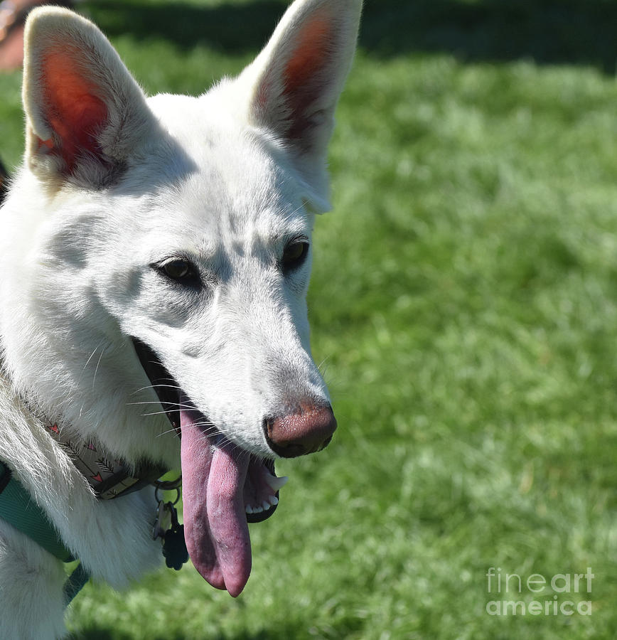 Attractive White German Shepherd Dog with a Long Pink Tongue Photograph by DejaVu Designs