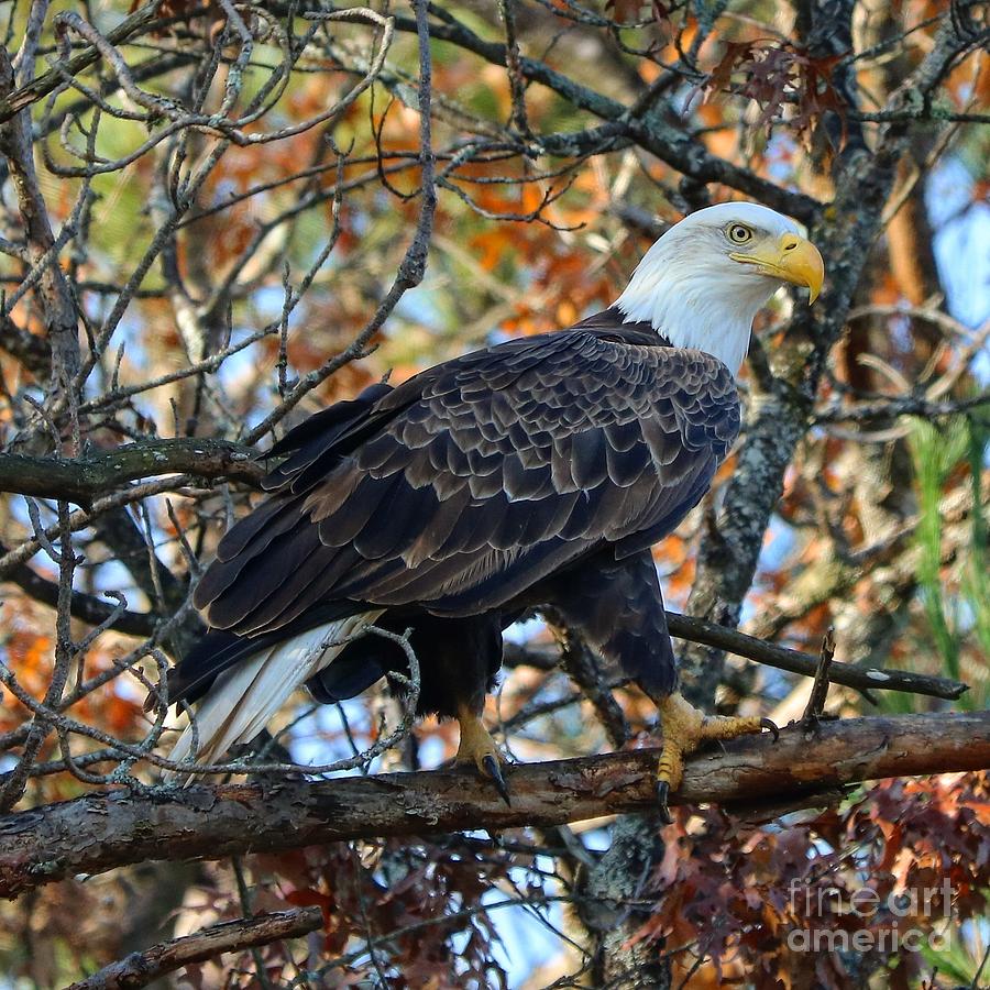 Autumnal Eagle Photograph by Erick Schmidt