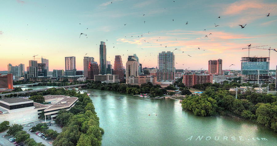 ATx Bats Photograph by Andrew Nourse