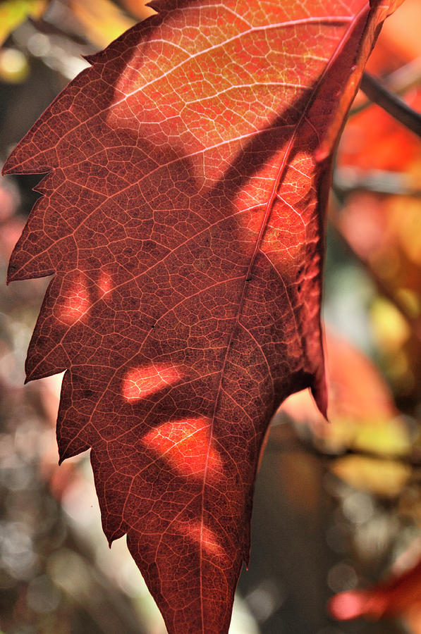 Auburn Autumn Photograph by Ron Cline