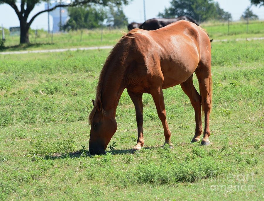 Auburn Color Horse Photograph by Ruth Housley