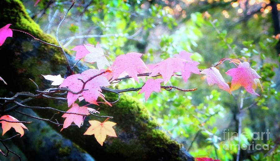 Auburn Maple Leaves Photograph by Gus McCrea