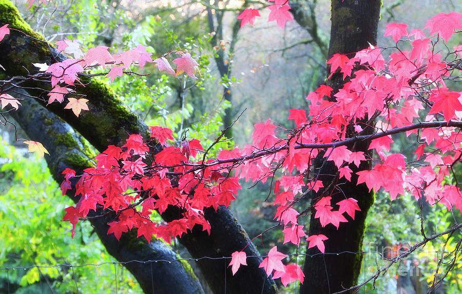 Auburn Maples in Fall Photograph by Gus McCrea