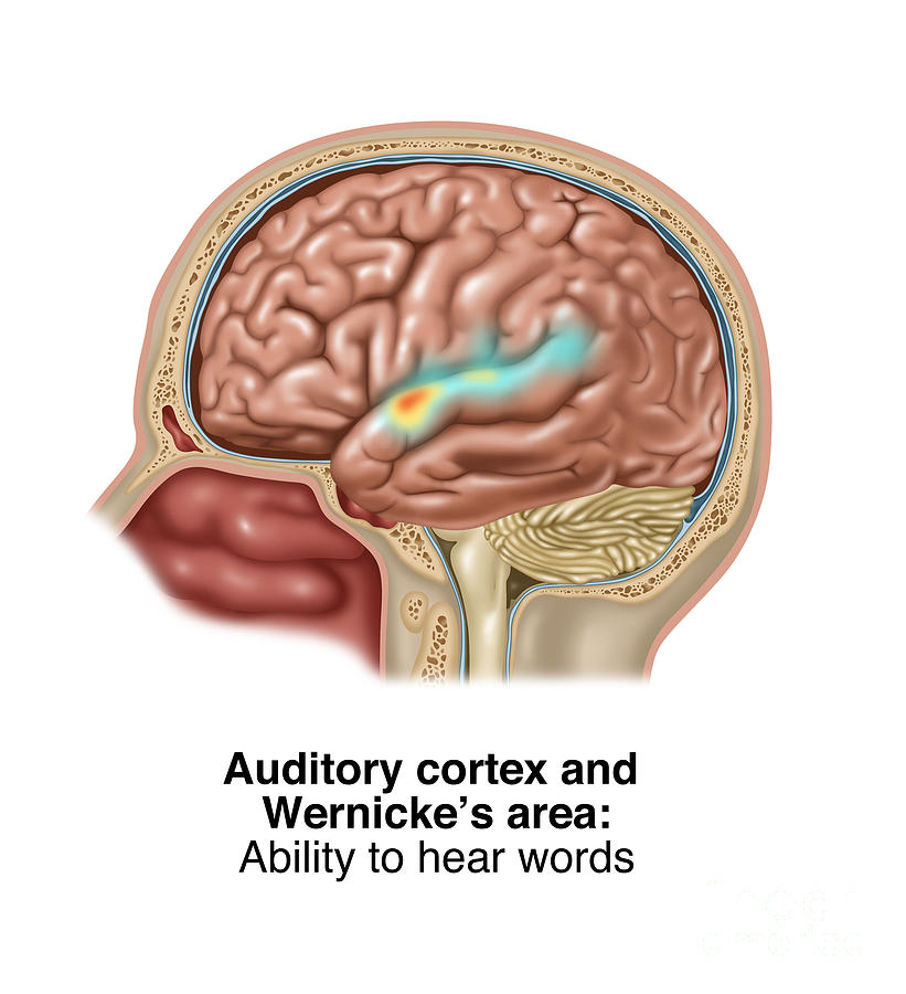 Auditory Cortex And Wernickes Area Photograph by Gwen Shockey