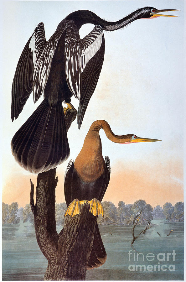 Audubon: Anhinga Photograph by Granger