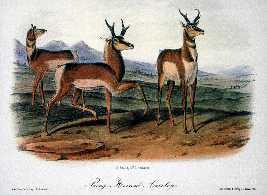 Audubon: Antelope, 1846 Photograph by Granger