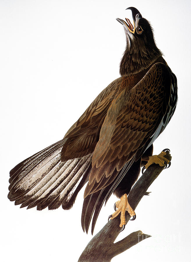 Audubon: Bald Eagle Photograph by Granger