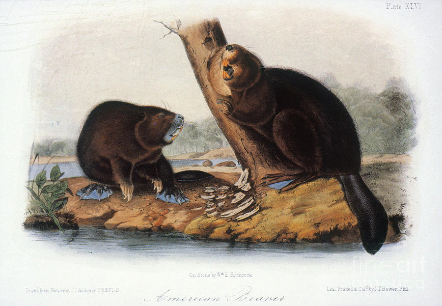 Audubon: Beaver, 1846 Photograph by Granger