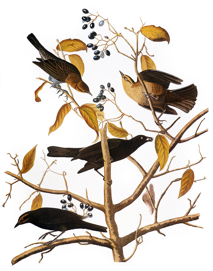Audubon: Blackbird, (1827) Photograph by Granger