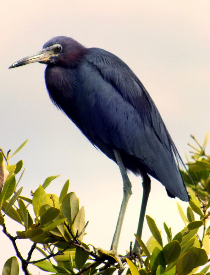 Bird Photograph - Audubon Blue by Karen Wiles