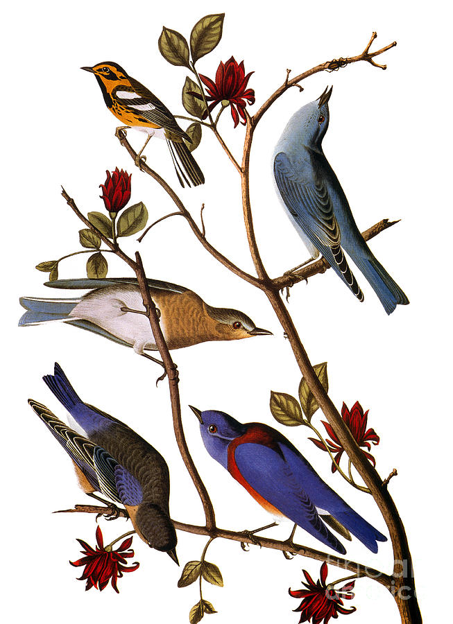 Audubon: Bluebirds Photograph by Granger