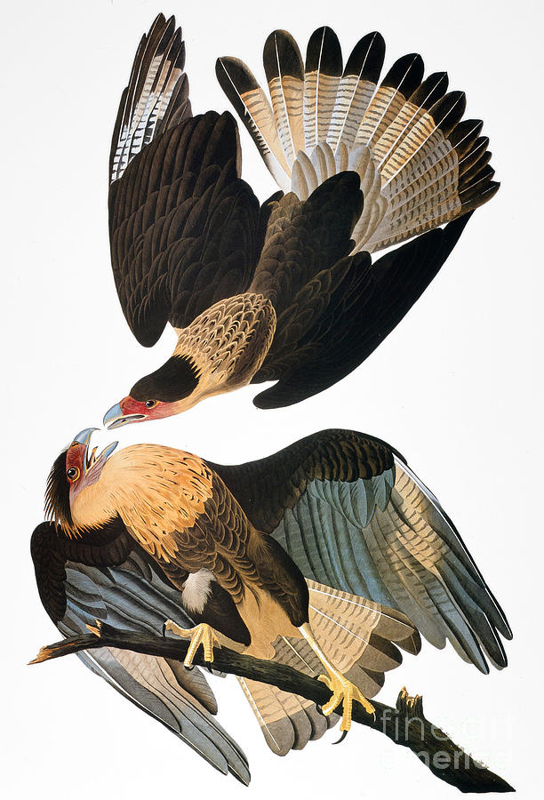 Audubon: Caracara, 1827-38 Photograph by Granger