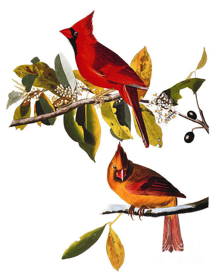 Cardinal Photograph - Audubon: Cardinal by Granger