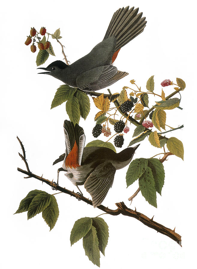 Bird Photograph - Audubon: Catbird, (1827-38) by Granger
