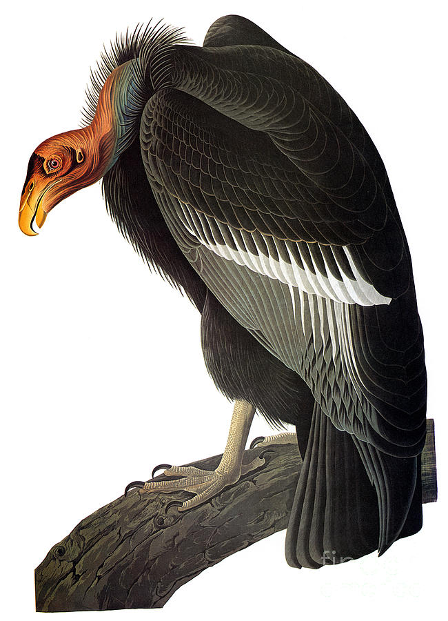 Audubon: Condor Photograph by Granger
