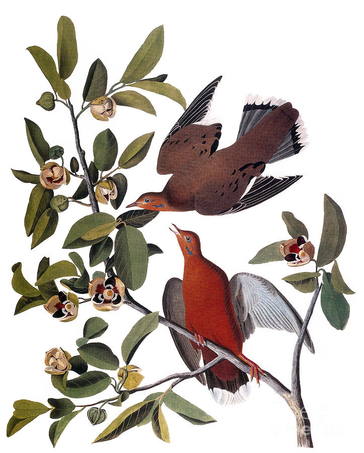 Audubon: Dove, (1827-38) Photograph by Granger