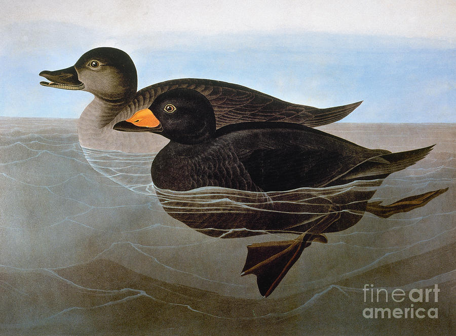 Audubon: Duck, 1827 Photograph by Granger