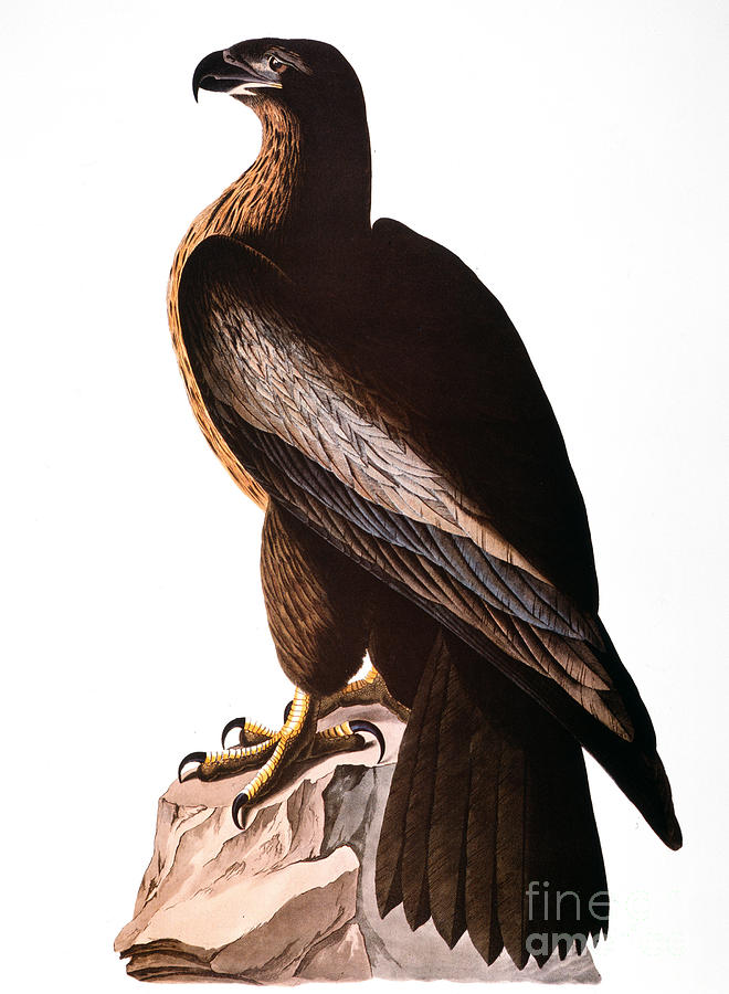Audubon: Eagle Photograph by Granger