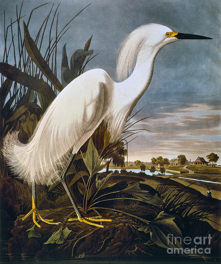Audubon: Egret Photograph by Granger