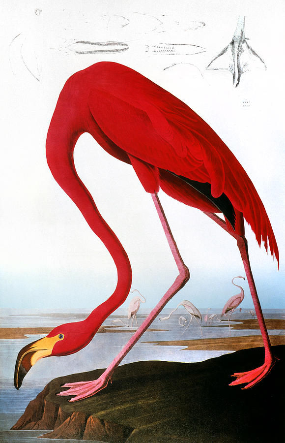 Audubon: Flamingo, 1827 Photograph by Granger