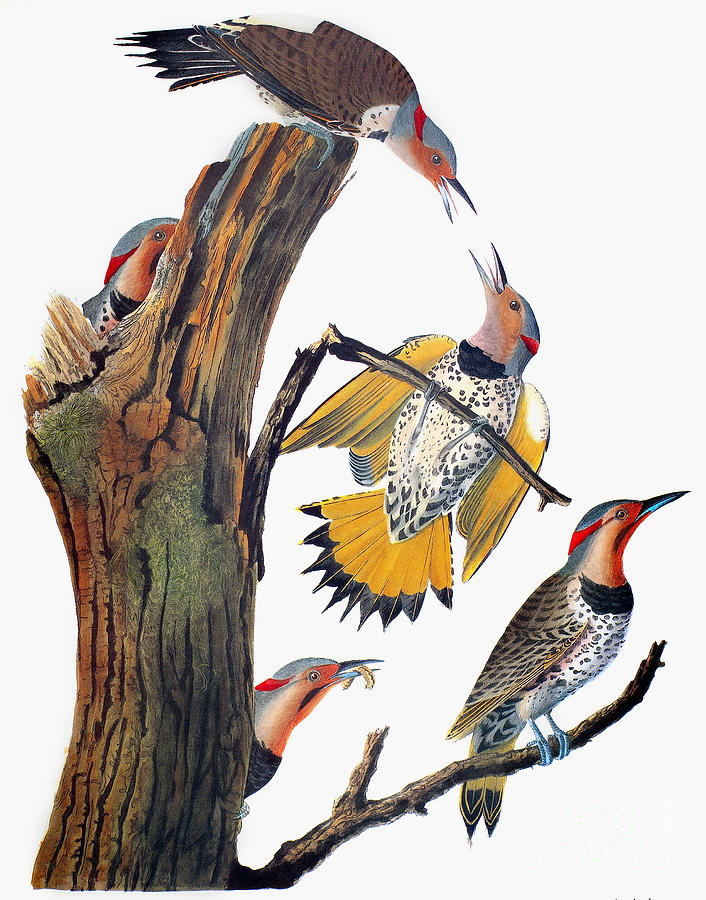 Common Flicker Drawing by John James Audubon