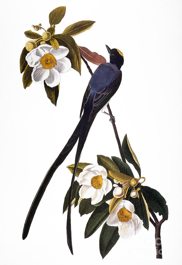 Audubon Flycatcher, 1827 Photograph by John James Audubon