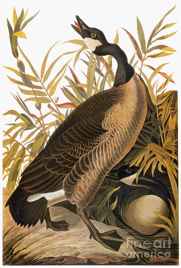 Audubon: Goose Photograph by Granger