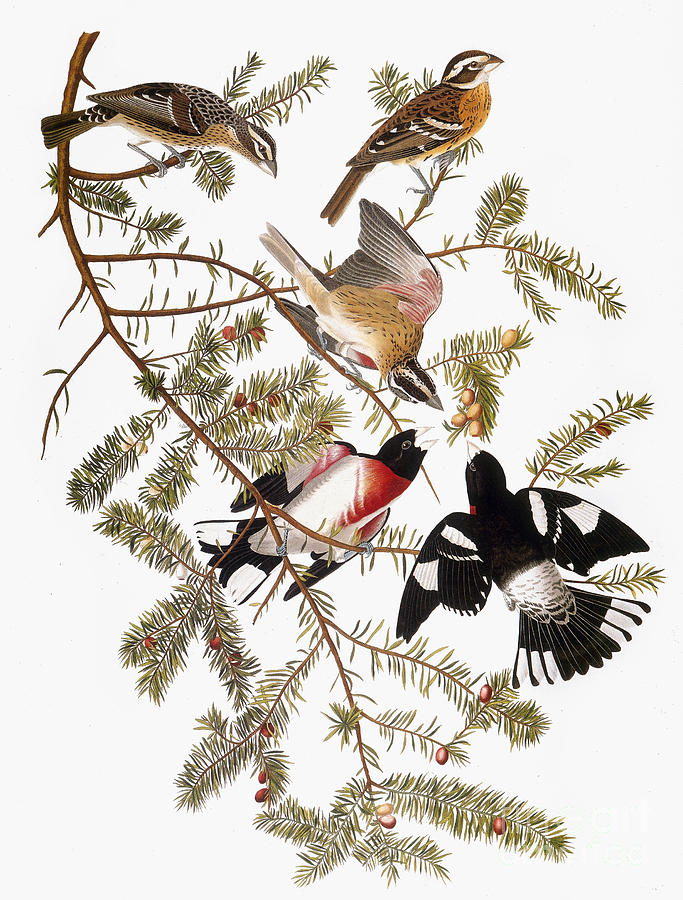 Audubon: Grosbeak Photograph by Granger