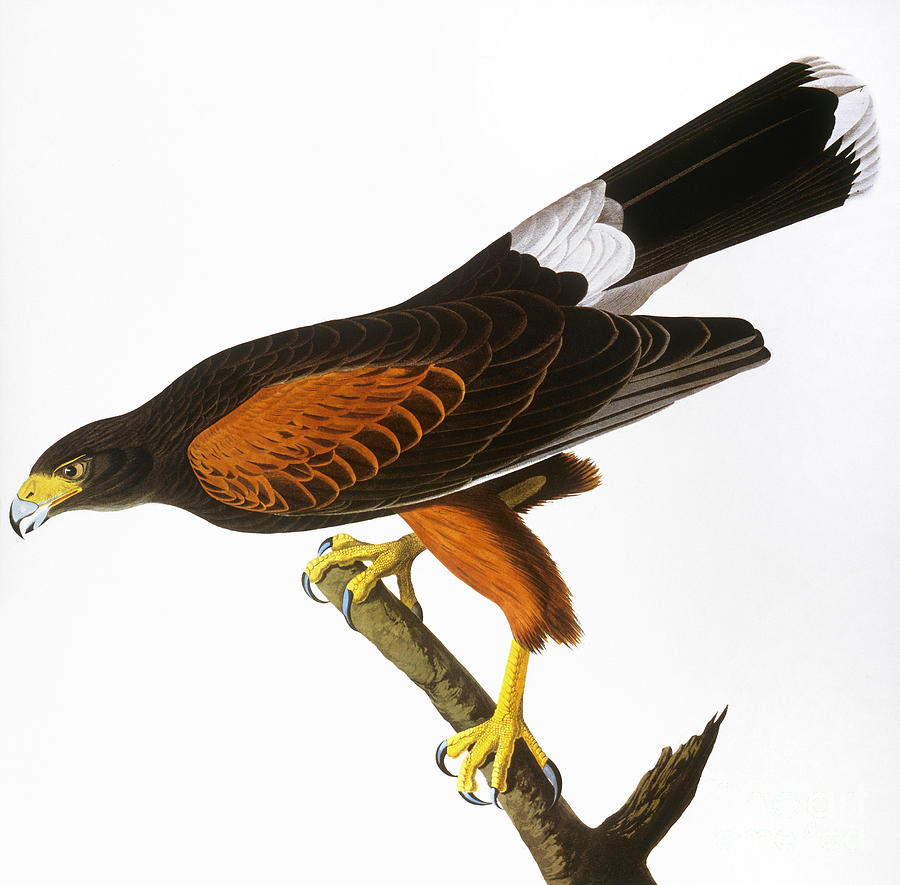 Audubon: Hawk, 1827 Photograph by Granger
