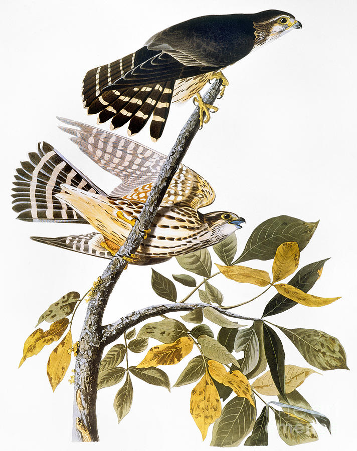 Audubon: Hawk Photograph by Granger