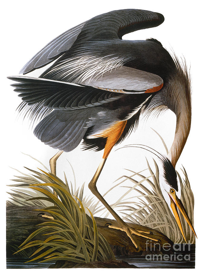 Audubon Heron Photograph by John James Audubon