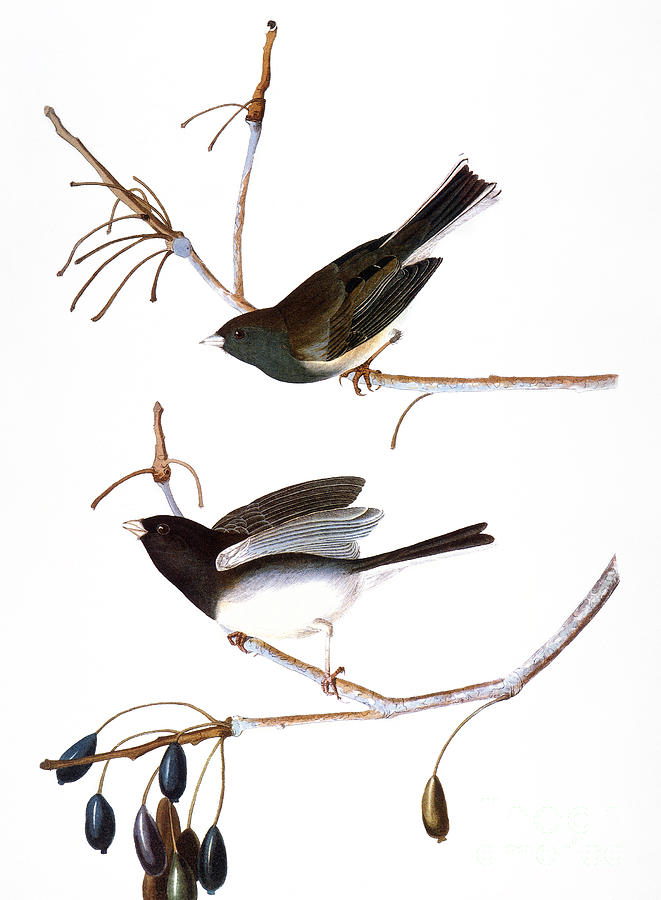 Bird Photograph - Audubon: Junco, (1827) by Granger