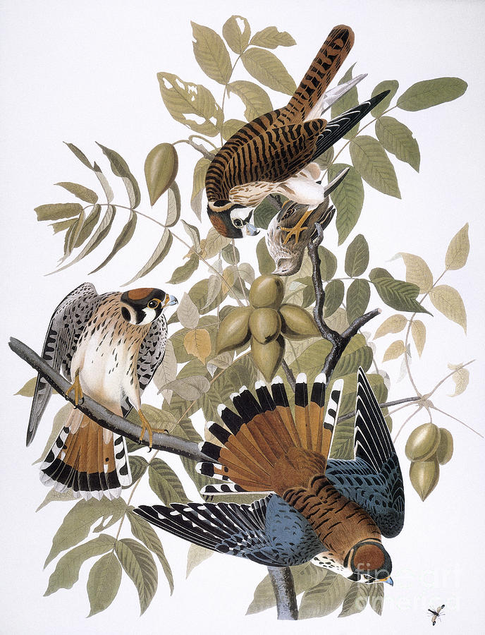 1827 Photograph - Audubon: Kestrel, 1827 by Granger
