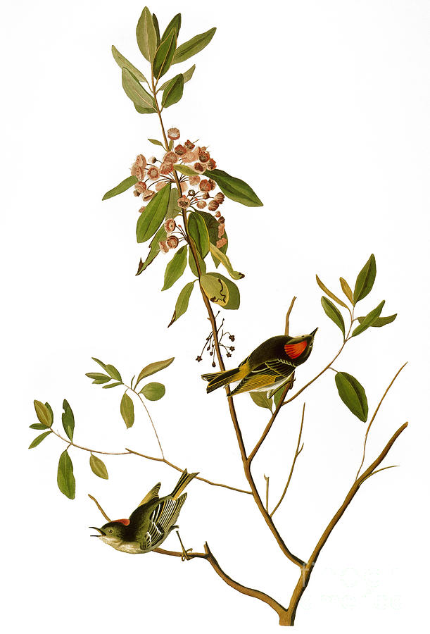 Audubon: Kinglet, 1827 Photograph by Granger