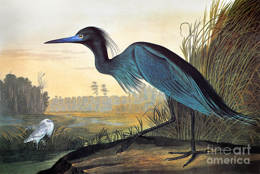 Crane Drawing - Little Blue Heron #2 by John James Audubon