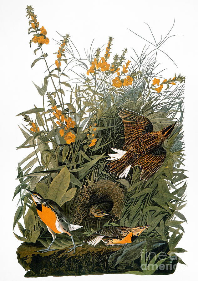 Meadowlark Photograph - Audubon: Meadowlark by Granger