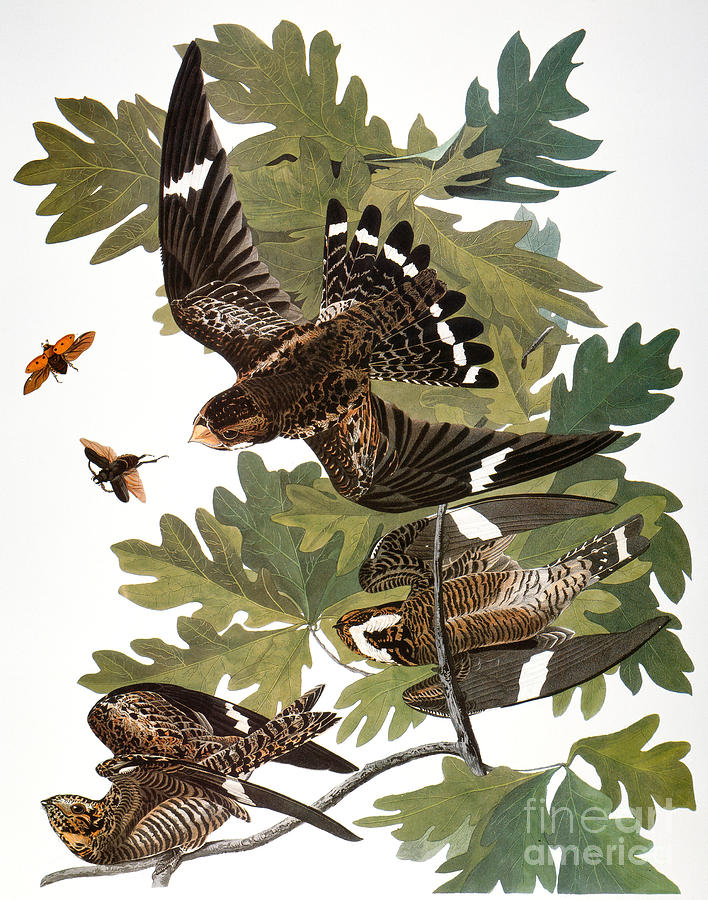 Audubon: Nighthawk Photograph by Granger