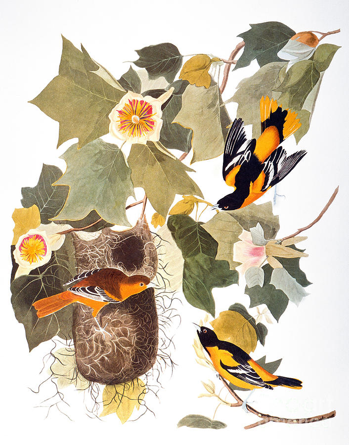 Audubon: Oriole Photograph by Granger