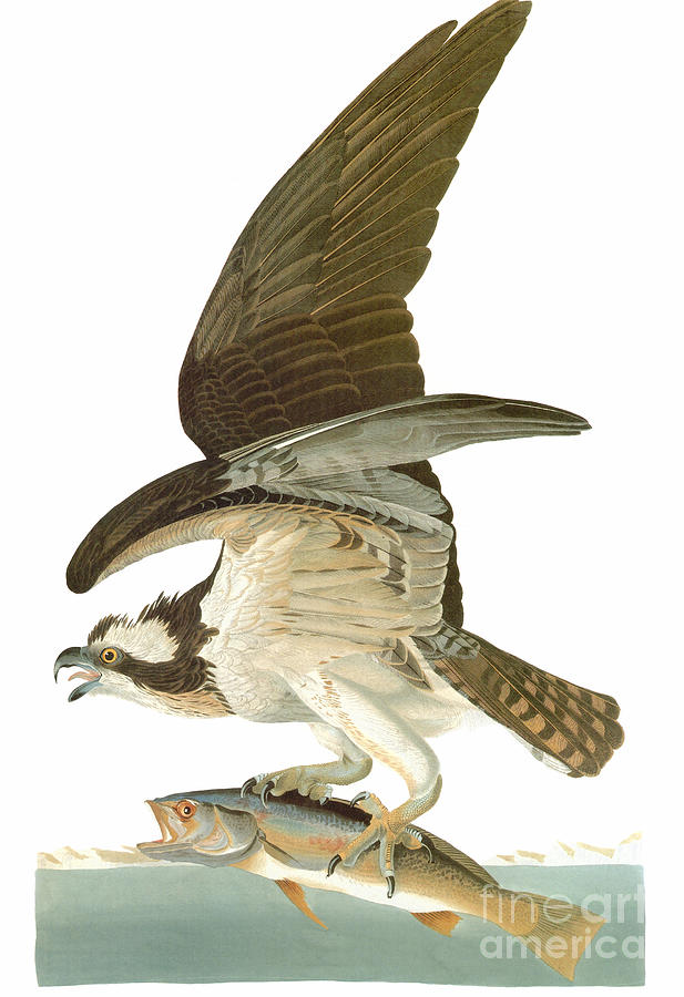 Osprey, or Fish Hawk. 1827-38 Drawing by John James Audubon