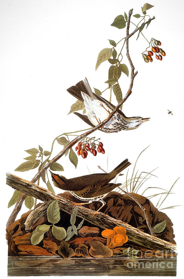 Audubon: Ovenbird Photograph by Granger