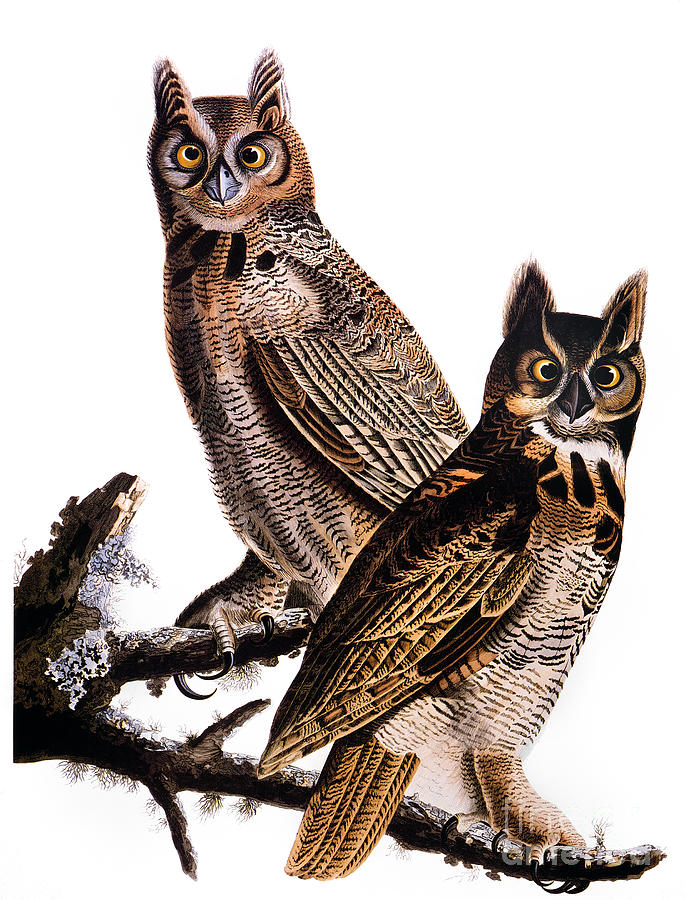 Audubon: Owl, (1827-1838) Photograph by Granger