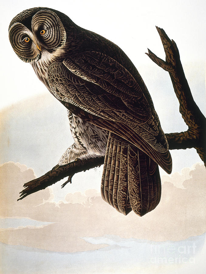 Audubon Owl Photograph by John James Audubon