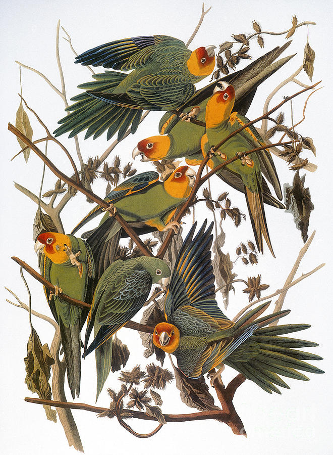 Audubon: Parakeet Photograph by Granger