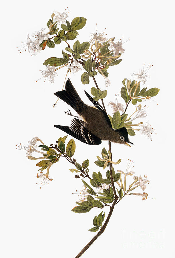 Audubon: Pewee, 1827-38 Photograph by Granger