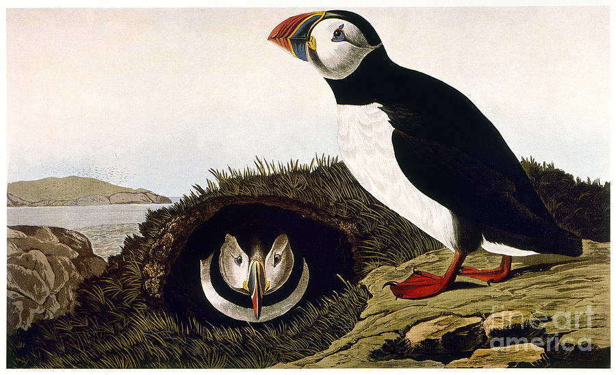 Audubon: Puffin, (1827-38) Photograph by Granger
