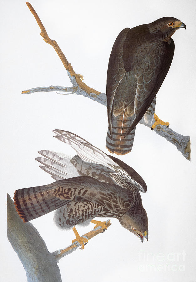 Audubon Red Tailed Hawk Photograph By Granger Fine Art America